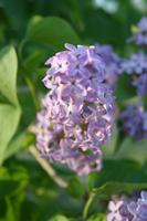 05292009FlowersYardTomsJerseyRacerAndGN