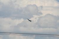 IMG_8788