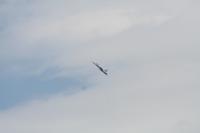 IMG_8798