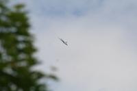 IMG_8802