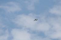 IMG_8811