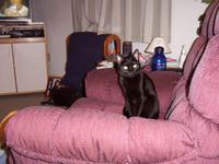 The Cat