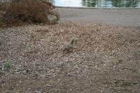 IMG_6461.JPG
