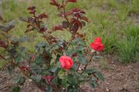 Flowers - 5/05