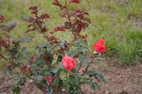 img_2277.jpg
