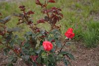 img_2278.jpg