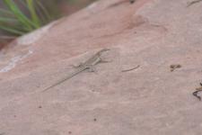 Lizard