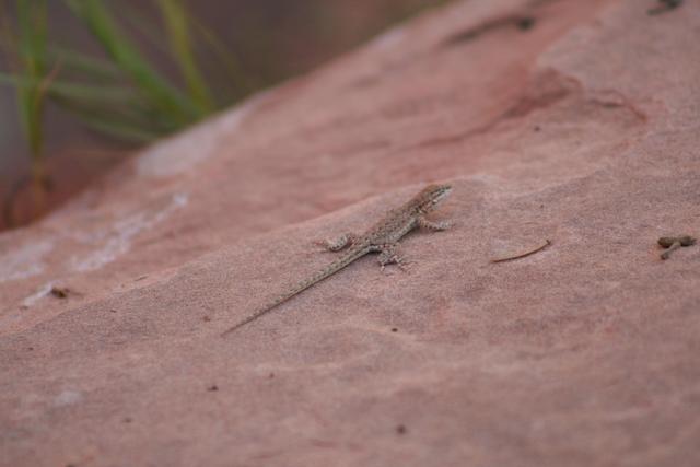 Lizard