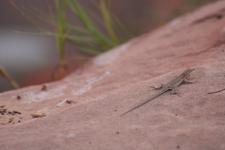 Lizard