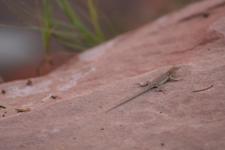 Lizard