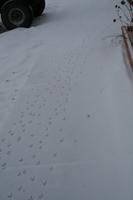 01232010 Bird tracks in the snow